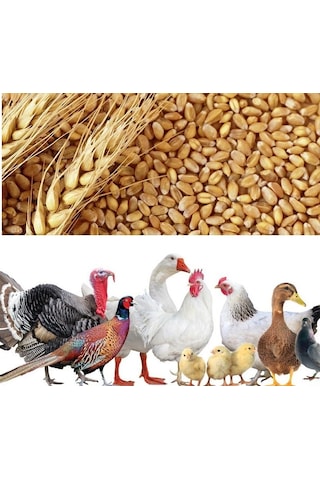 Buğday Yem 25 Kg Doğal Buğday Yemi Tavuk Yemi Kuş Yemi
