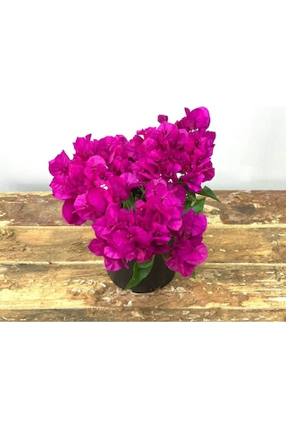 Begonvil Çiçeği-Kırmızı (15-20 cm)-Bodur Begonvil