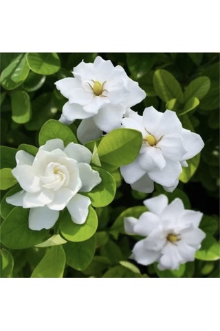 Videolu 1 Adet Hoş Kokulu Gardenya Çiçeği Ofis Bitkisi 25-35 Cm Saksılı Iç Mekan Bitki Gardenia