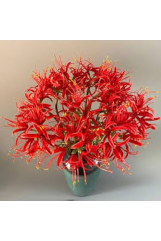 5 Adet Tohum Nadir Kırmızı Örümcek Zambağı Çiçeği Tohumu Saksı To