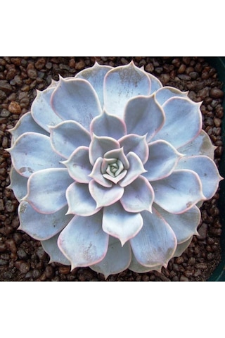Echeveria Lilacina Var Sukulent Bitki