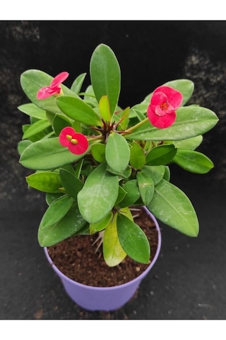 Videolu Kırmızı Renk Milli Dikenler Tacı 25 55 Cm Saksılı Kaktüs Euphorbia