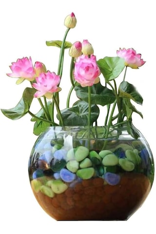 10 Adet Tohum Pembe Japon Lotus Çiçeği Nilüfer Su Zambağı Tohumu