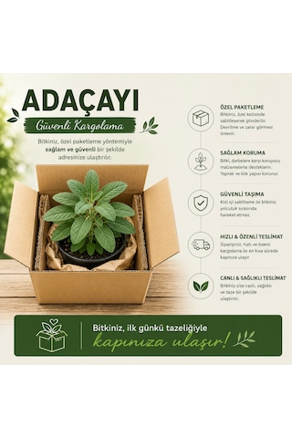 Saksılı Adaçayı Bitkisi Salvia Officinalis Aromatik Şifalı Bitki Canlı Adaçayı Fidesi 20-30 Cm
