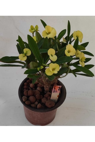 Videolu Milli Dikenler Tacı 25 35 Cm Saksılı Kaktüs Euphorbia