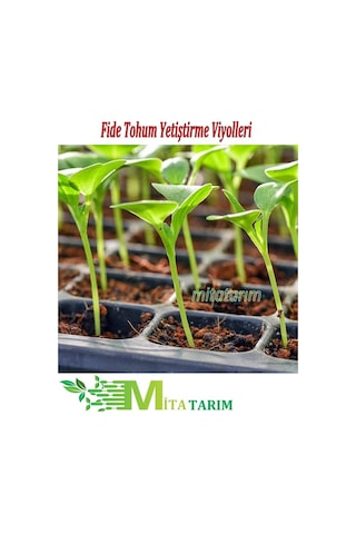 Fide Viyol 10 Adet, 50 Gözlü, Fide Viyolleri, Fide Viyolü (307010780)