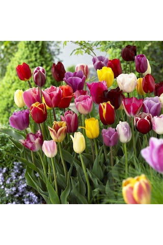 Özel Karışık Mix Lale Soğanı 10adet