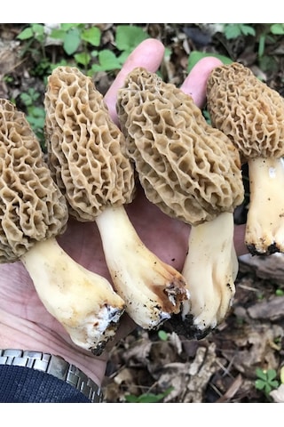 Kuzu Göbeği Mantarı Tohumu Mantar Tohumu 100 G