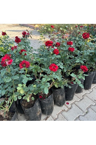 Tüplü Ve Aşılı Kırmızı Gül Fidanı Kök Yaşı 3
