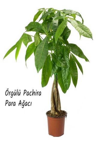 Örgülü Pachira Para Ağacı İthal 60 Cm