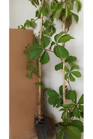 Amerikan Sarmaşığı Kışın Kırmızı Yapraklıdır 65-85cm Duvar Çit Sarmaşığı