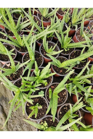 Gojiberryturkiye Farkıyla Aleo Vera Bitkisi