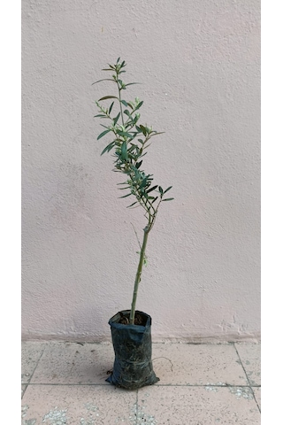 Cox Shine Gemlik Zeytin Fidanı 40-50 Cm