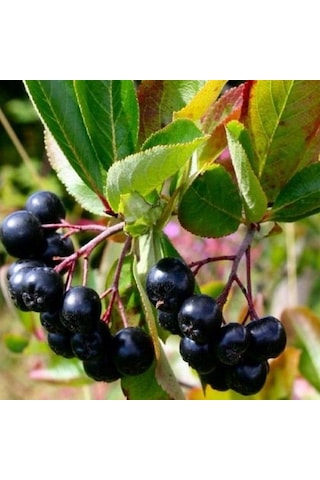 Aronia Aronya Ağacı Meyveli Fidanı Tüplü