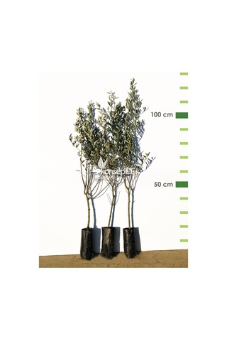 Zeytin Tirilye Gemlik Fidanı