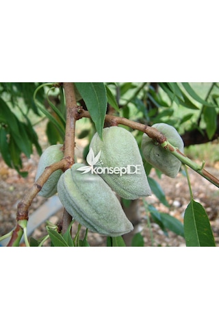 Badem Ferragnes Fidanı N11.483