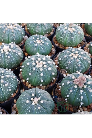 Astrophytum Asterias Serisi 1 Adet Nadir Koleksiyon Kaktüs 5.5 Cm Kahverengi Saksıda