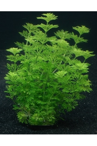 Limpnophila Sessiliflora Kusursuz Akvaryum Bitkisi Canlı Bitki 5 Dal
