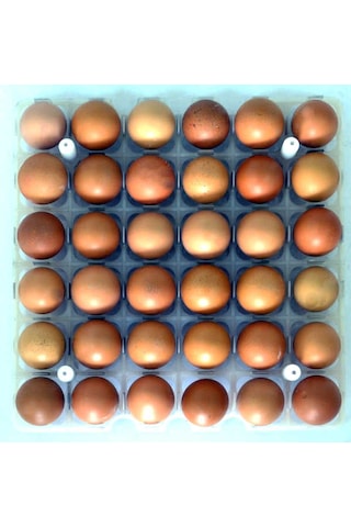 Tavuk Kuluçka Gelişim Tablası 29x29 Cm