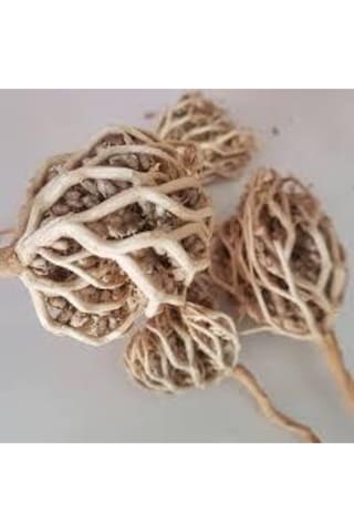 3 Adet Meryem Ana Eli Otu Fatma Ana Eli Otu Hamile Kalmaya Yardımcı Çay Olarak Içilen Şifalı Bitki