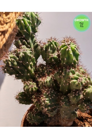 Cereus Repandus 1 Adet