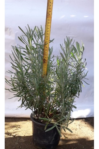 Lavanta Bitkisi /lavanta Fidanı 10-20 Cm