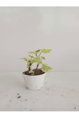 6'lı Bitki Seti Melek Kanadı+ Aşkın Göz Yaşı+ Hedera+kırmızı Milli Dikenler Tacı+mezem+pilea