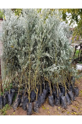 1.5 Metre Aşılı Gemlik Trilye Zeytin Fidanı 5 Yaş