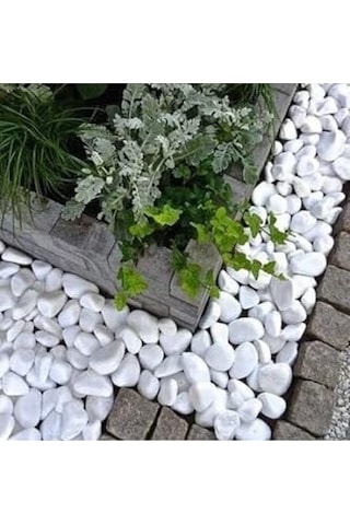 Asenya Beyaz Dolomit Taş 10 Kg 4-6 Cm Dekoratif Taş Bahçe Süs Taşı Doğal Dere Çakıl Taşı