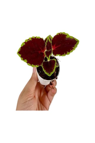 Hedera Helix Ağaç Sarmaşığı 1 Adet Saksılı 30-50cm+yeşim Para Çiçeği