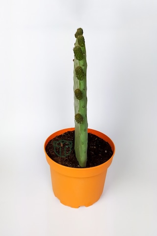 Dikenli İncir Saksıda Hint İnciri Kaynana Dili Frenk Yemişi Kürek Yemişi 19 CM Turuncu Saksıda