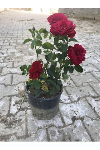 Kırmızı Yediveren Aşılı Gül Fidanı Saksıda 10-20 Cm 698755588