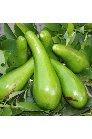 Dev Uzun Avokado Fidanı Long Neck - 2 Yaş Aşılı Sertifikalı - Gurme Çeşit Saksıya Uygun 50-70 Cm