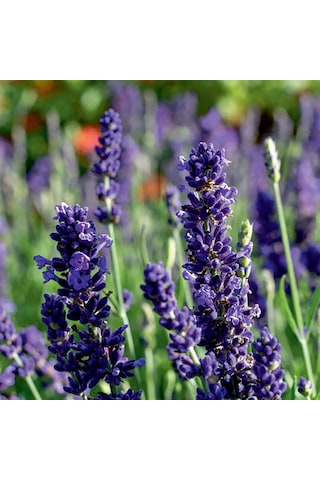 Lavanta Tohumu 1 Paket 100 Adet