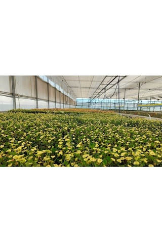 Videolu Milli Dikenler Tacı 2'li 25 40 Cm Saksılı Kaktüs Euphorbia