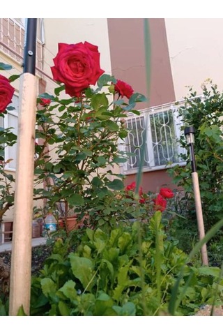 Videolu Özel Seri Gül Fidanı Kırmızı Renk 30 40 Cm 1 Adet Aşılı Gül Red Rose