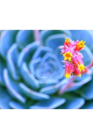 Dev Boy Xxl Echeveria Glauca Aşkın Gözyaşı Sukulent Bitki