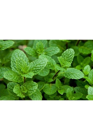 Fas Nanesi Fidesi Mentha Spicata Marokko Meşhur Fas Çayında Kullanılan Nane Balkon Saksı Için