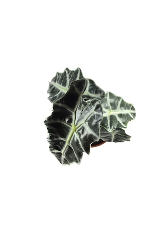 Alocasia Amazonica ‘Polly’ (Fil Kulağı) Ø12 CM H25-30 CM