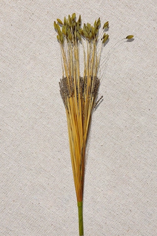 Pasabahce Grass 75 Cm Yeşil - 1 Adet