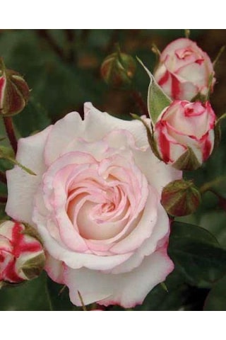 Tüplü Aşılı Yediveren Zeliha Gül Fidanı