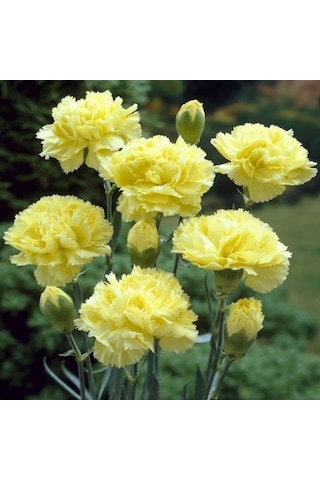 Chabaud Yellow Karanfil Çiçeği Tohumu 70 Adet