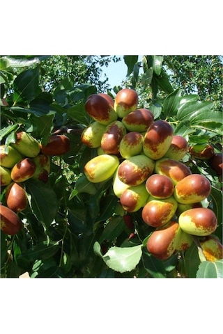 Tüplü Nadir Bulunan İri Meyveli Hünnap Fidanı