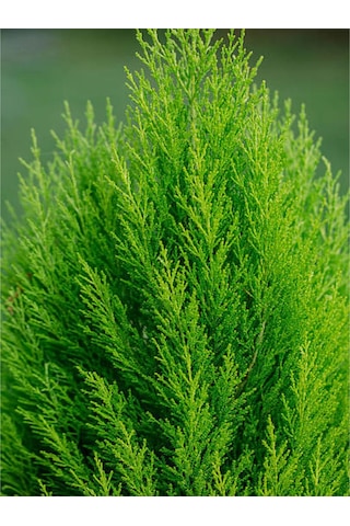 Videolu Kokulu Limon Çamı Limoni Servi 30 40 Cm 1 Adet Saksılı Dış Mekan Ağaç Cupressus Macrocarpa
