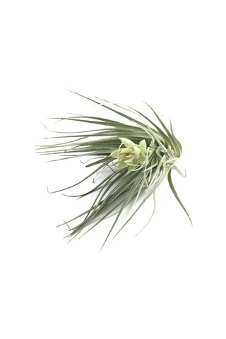Tillandsia Stricta (Hava Bitkisi)