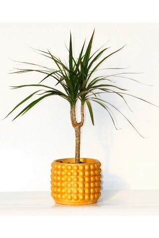 Dracaena Marginata - Ev / Ofis Bitkisi Orange Saksıda 40 Cm