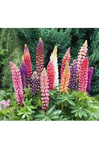 Lupin Çiçeği Çoklu Tohum - 30 Tohum - Karışık Renk