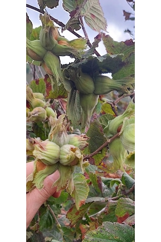 Fındık Fidanı 10 Adet