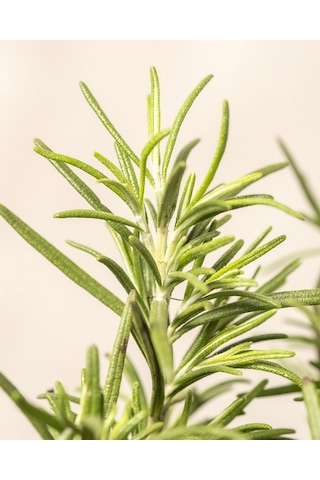 Dayanıklı Ve Lezzetli 2 Yaşında Biberiye Rosmarinus Officinalis