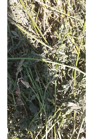 Bol Çiçekli Yonca Kuru Kemirgen Otu 2 KG